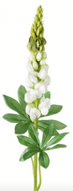 Hovedbilde Lupin, avskåret